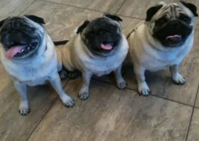 Three smiling pug dogs
