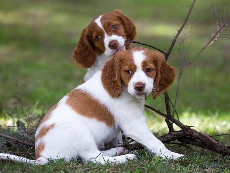 Two Brittany spaniel puppies outdoors