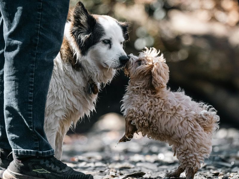 Two dogs sniffing each other