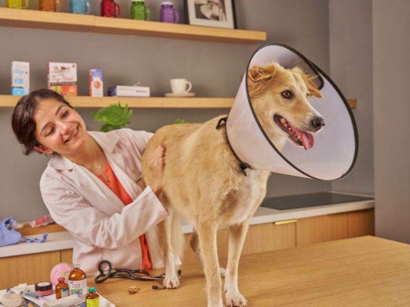 Vet comforts cuffed dog