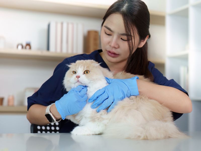 Veterinarian examining fluffy cat.