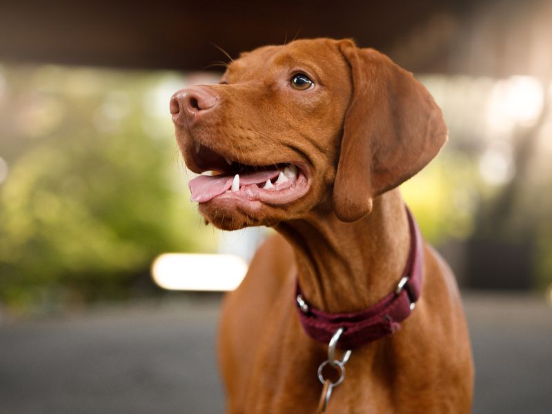Vizsla dog looking right