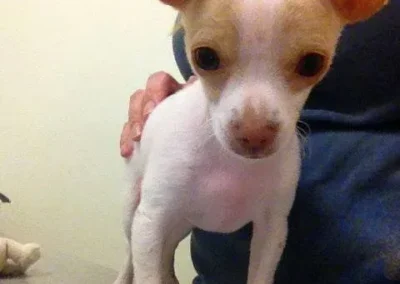 White and tan chihuahua puppy