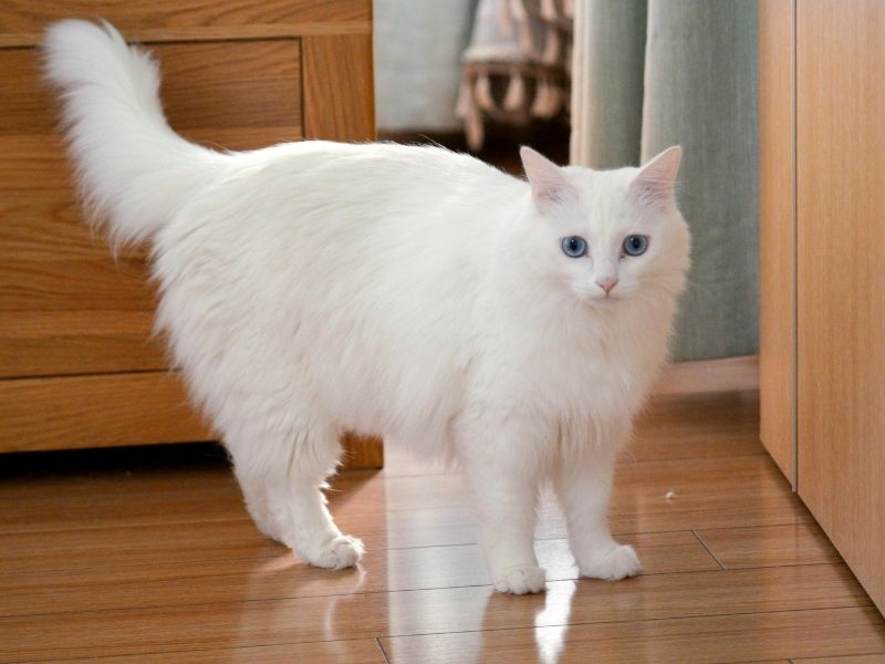 White cat blue eyes