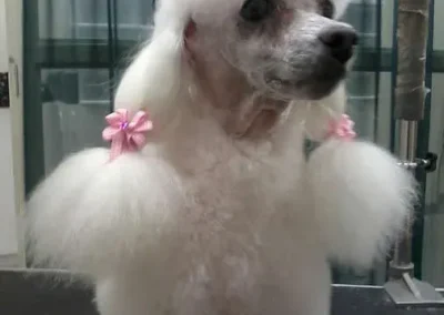 White poodle with pink bows