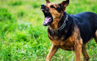 Florida Health Officials Monitor Rabies Activity in Port St. Lucie