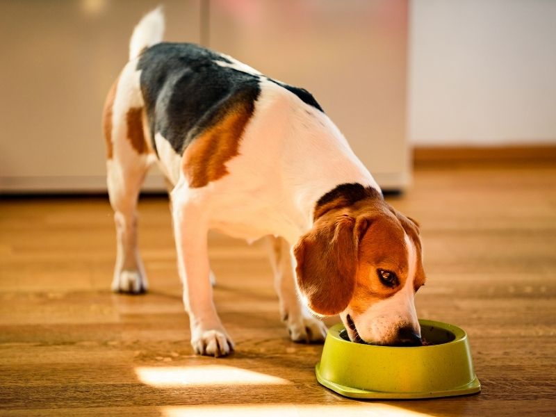 Beagle dog eating a green bowl