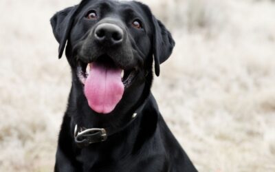 Why all dog owners need to know about leptospirosis