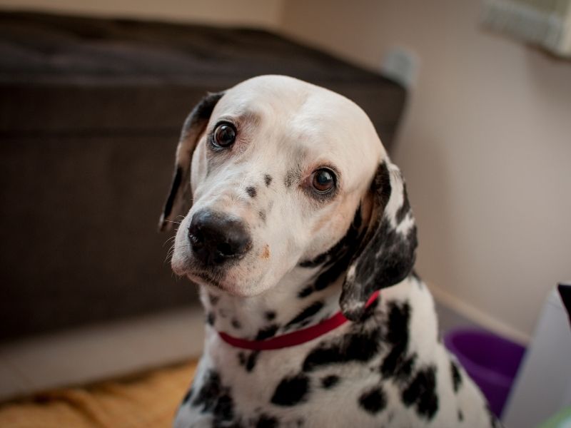 Dalmatian dog looking intently