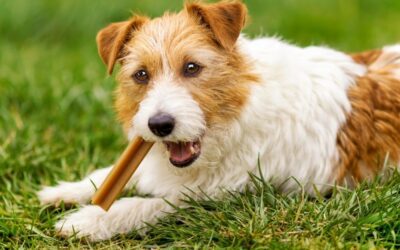 Importance of Heartworm Prevention in South Florida