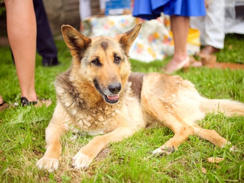 Dog lying on grass