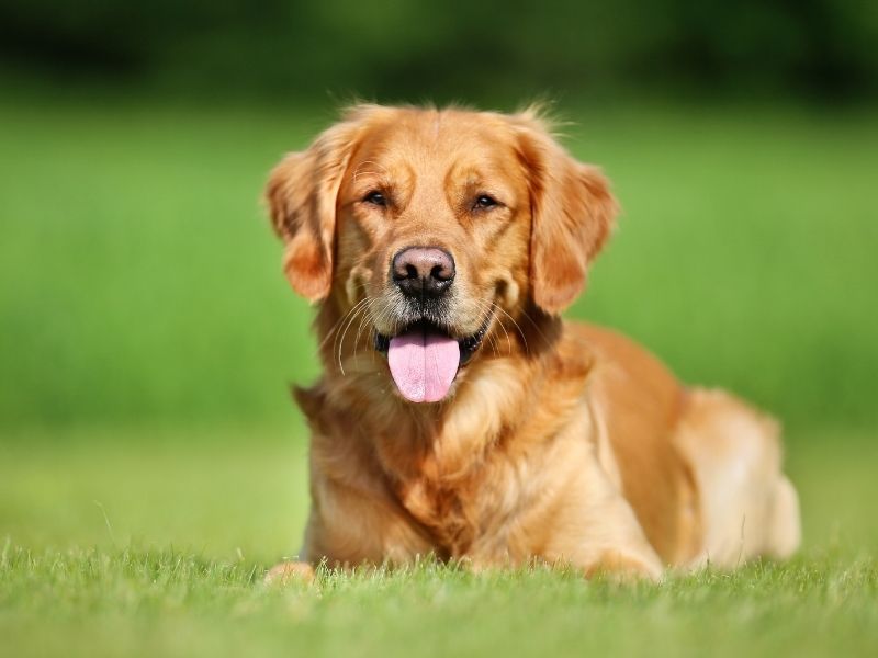 Golden Retriever lying in grass