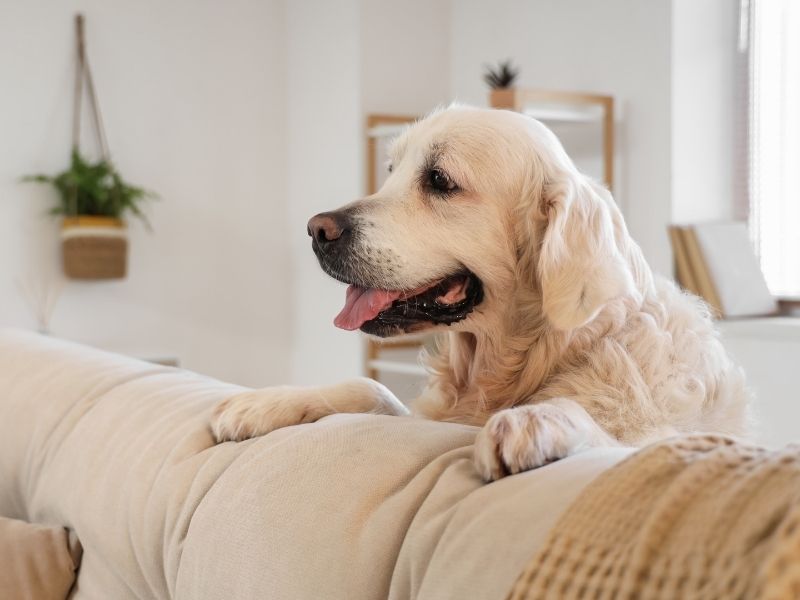 Golden retriever on sofa.