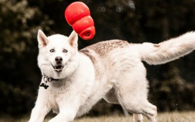 Compassionate Care for Pets You Love