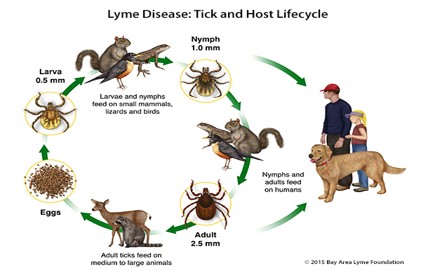 Lyme Disease Tick and Host Lifecycle