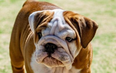 Understanding Brachycephalic Obstructive Airway Syndrome (BOAS) in Dogs