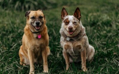 Lyme disease in dogs