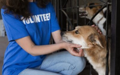 Hurricane Pet Friendly Shelter