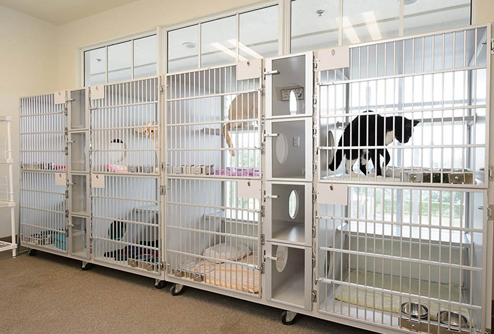 Cats in large kennels