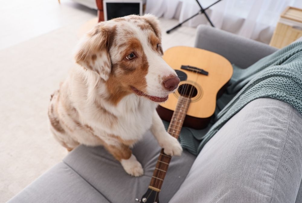 Dog with paw on guitar