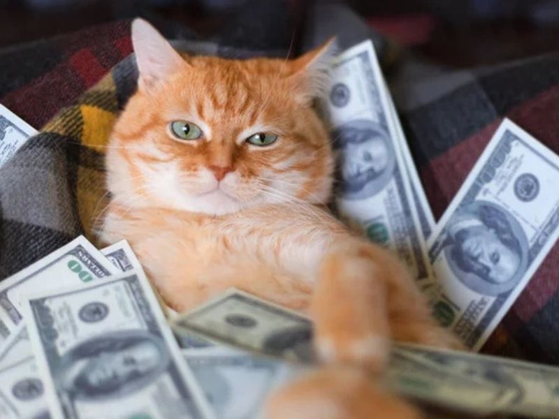 Orange cat lying with money